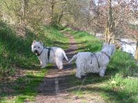 Klik op de foto voor groter formaat